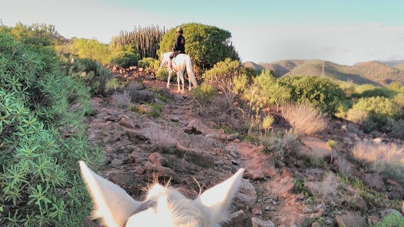 horse riding 1 hour gran canaria